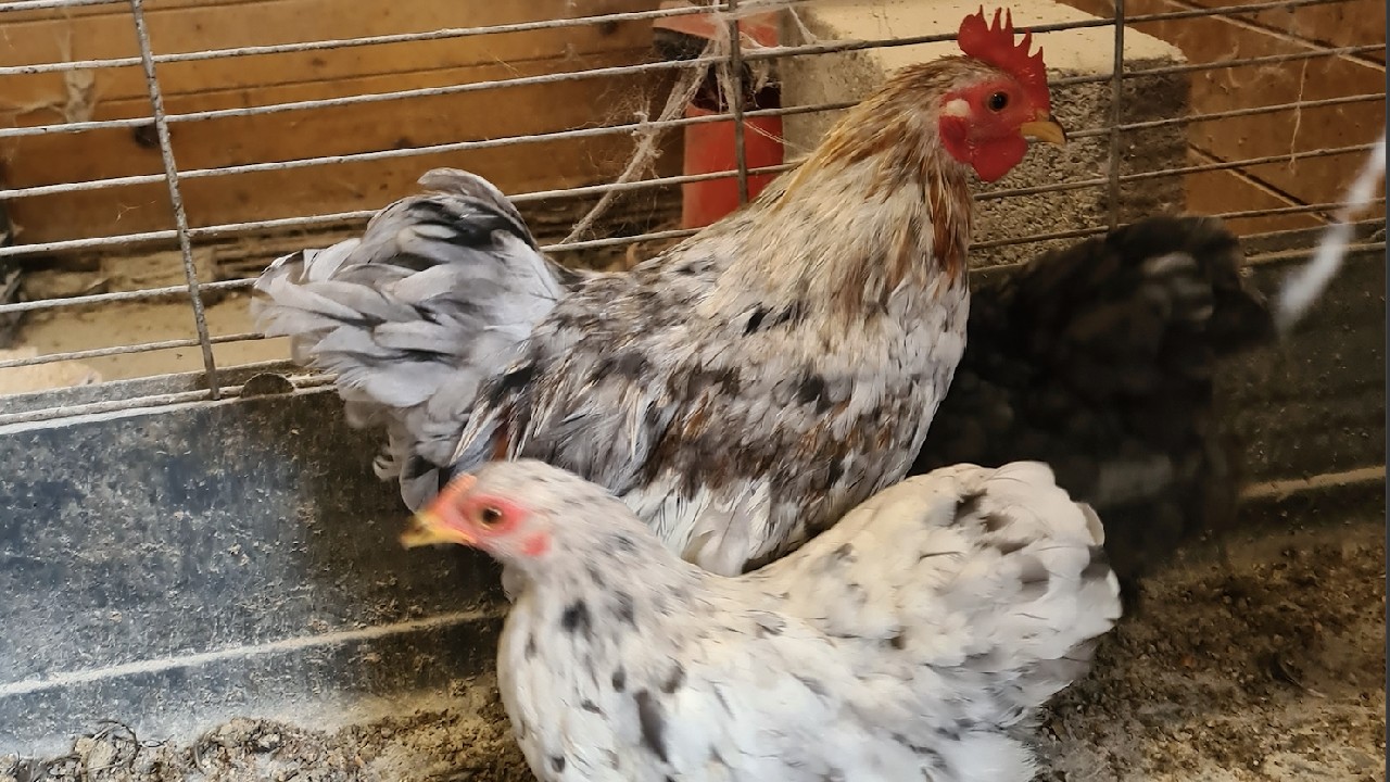 Poules